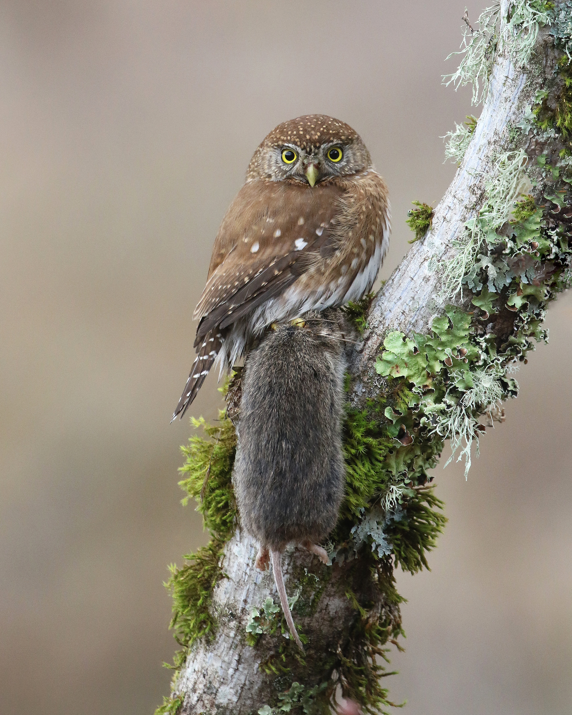 Little fluffball Northern Pygmy-Owl caught an unwary California Vole in the dried grass right at my feet. It flew the vole - abo...