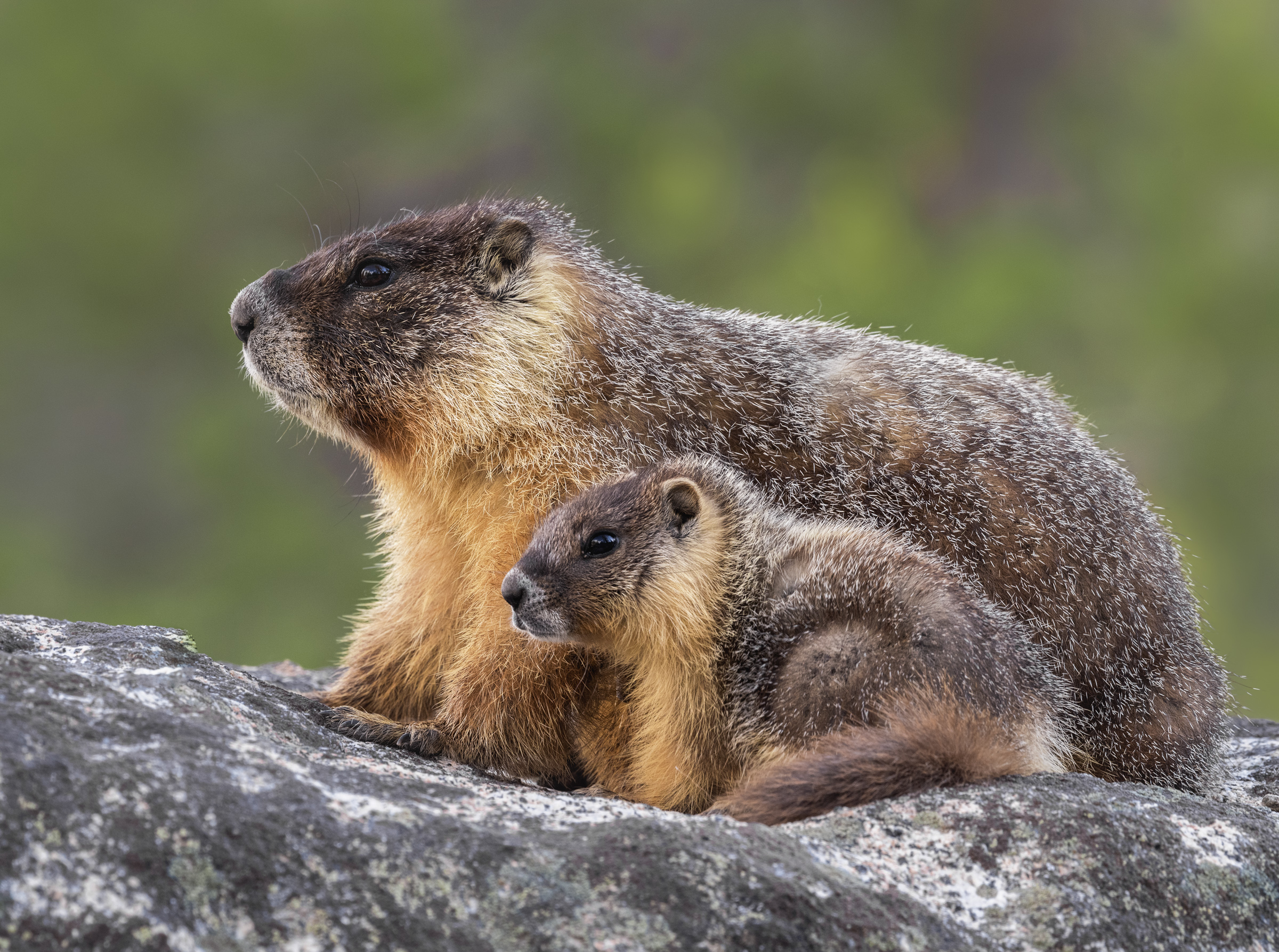 Here is one of the cutest things I've ever seen -  marmot and her baby in Yosemite. This mother marmot had 4 babies that sh...