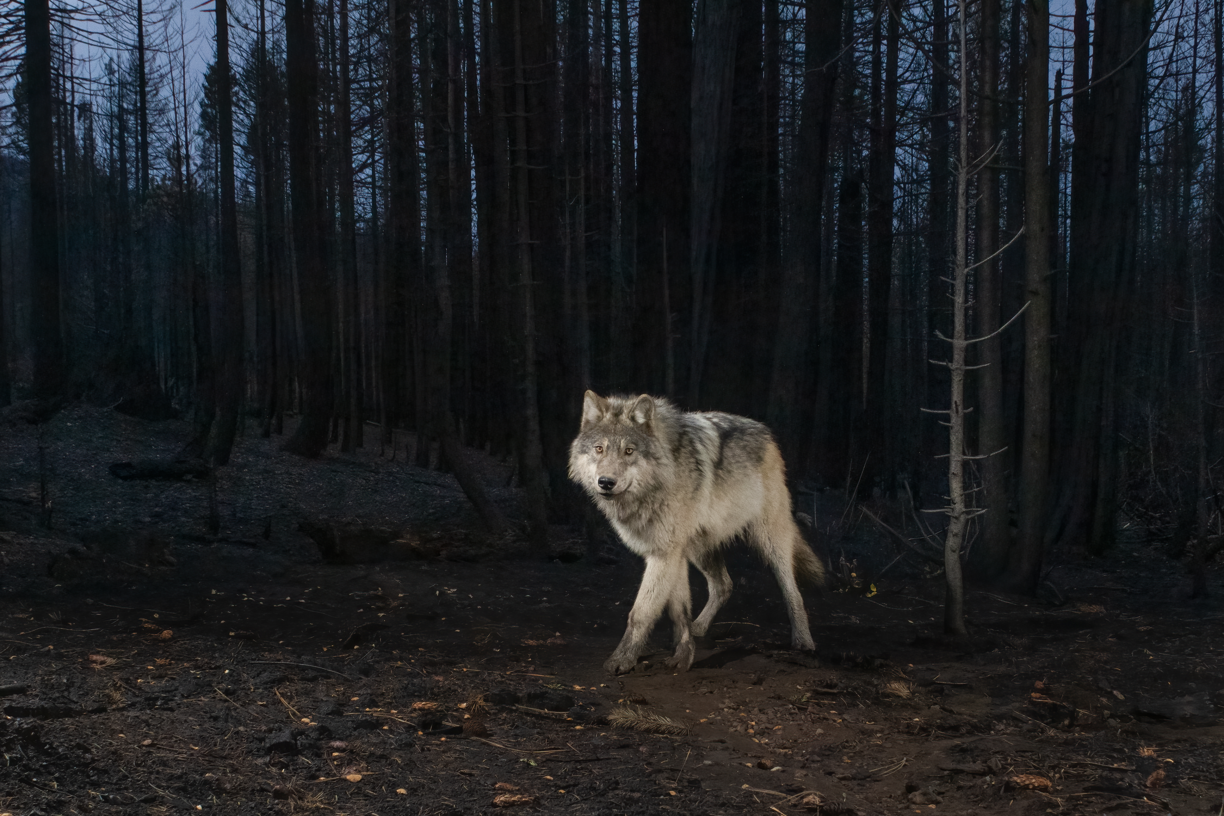 The first high resolution close up image of a gray wolf ever taken in California. A member of the Lassen Pack, and one of approx...