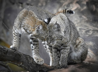 California Wildlife Photo of the Year Winner 2021 - Bobcat mother and kitten, Alameda County  Credit: Sue Crow Griffin