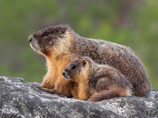 California Watchable Wildlife Winner 2021 - Yellow-bellied Marmots, Yosemite National Park  Credit: Vishal Subramanyan