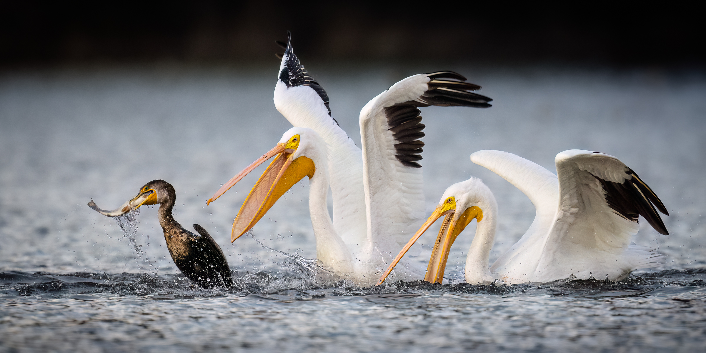 A Double-crested Cormorant was fishing in a small lake when it caught this fish. Immediately, a couple of American White Pelican...