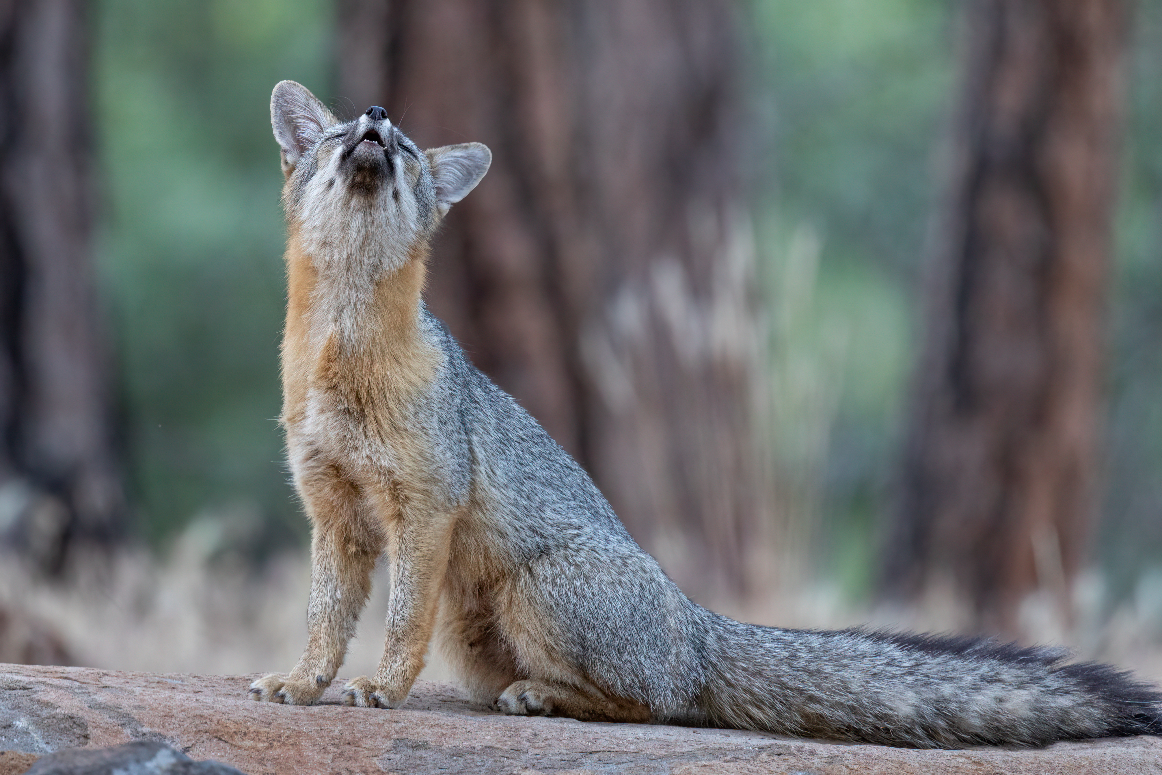 A barking gray fox appears to be singing or howling as it signals to its nearby kits that a photographer is near. 
