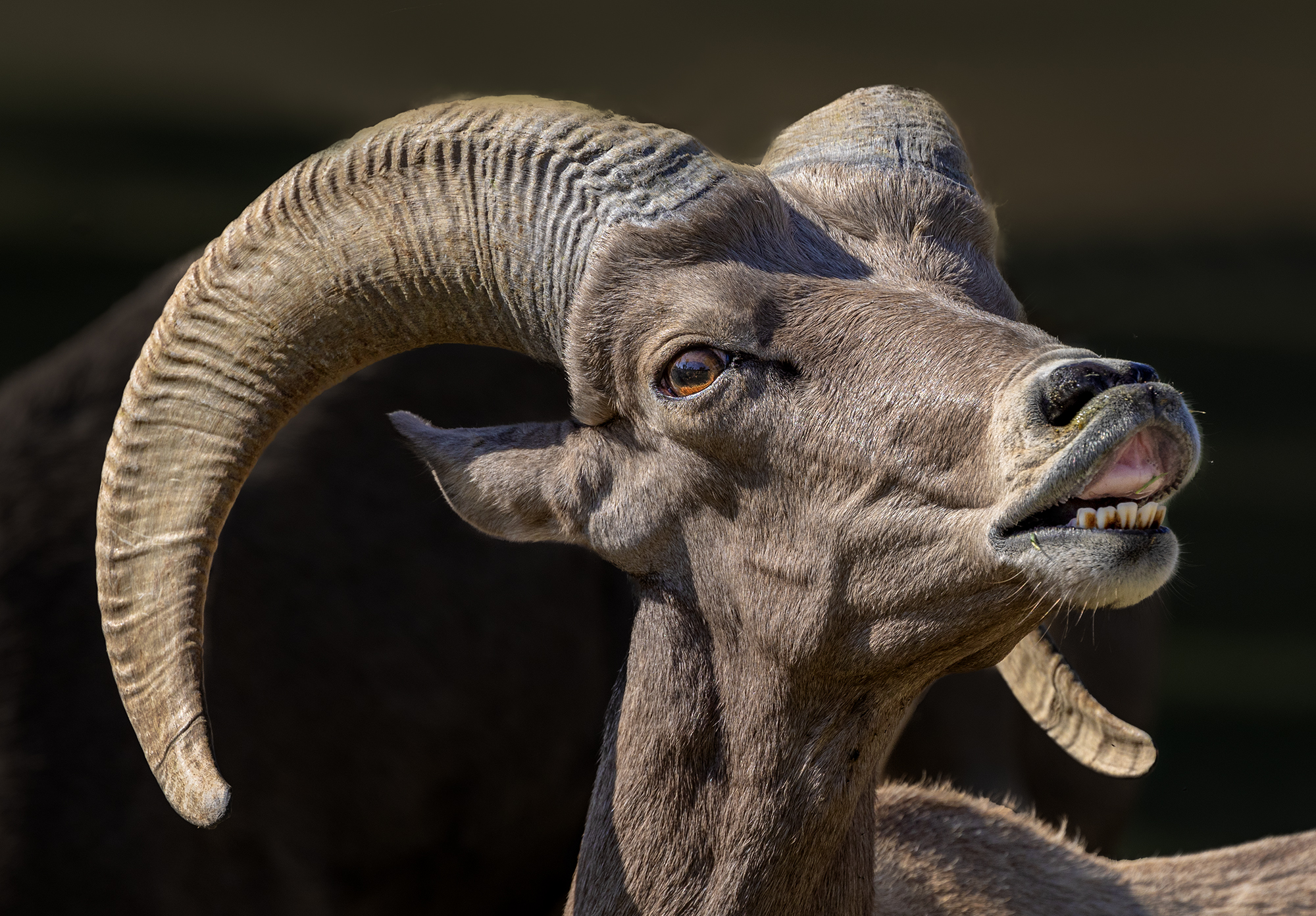 A rural desert local Peninsular Desert Bighorn Sheep_displaying breeding lip