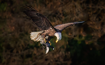 California Wildlife Photo of the Year 2025 Winner
 Bald Eagle with American Coot
Photographer:  Alice Cahill