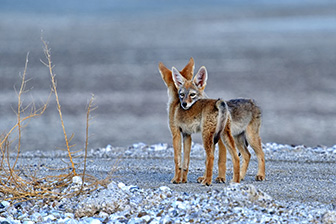 Sierra Nevada Conservancy Winner 2025 
Coyote Pups Photographer:  Dana Hodgson