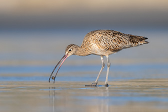 California Watchable Wildlife Winner Winner 2025 
Long-billed Curlew Morro Bay 
Photographer:   Jacqueline Deely
