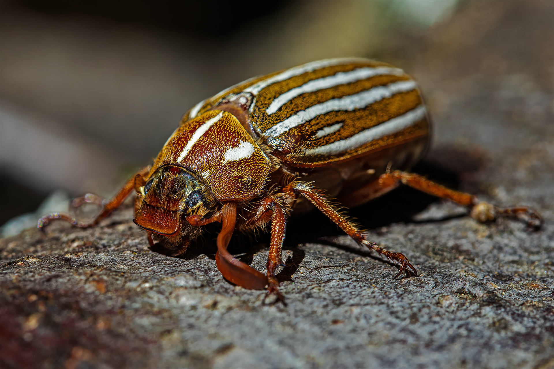 A tenlined June beetle traverses a sunlit log in the Sierra foothills near Sonora, California. Seen from ground level, this ofte...
