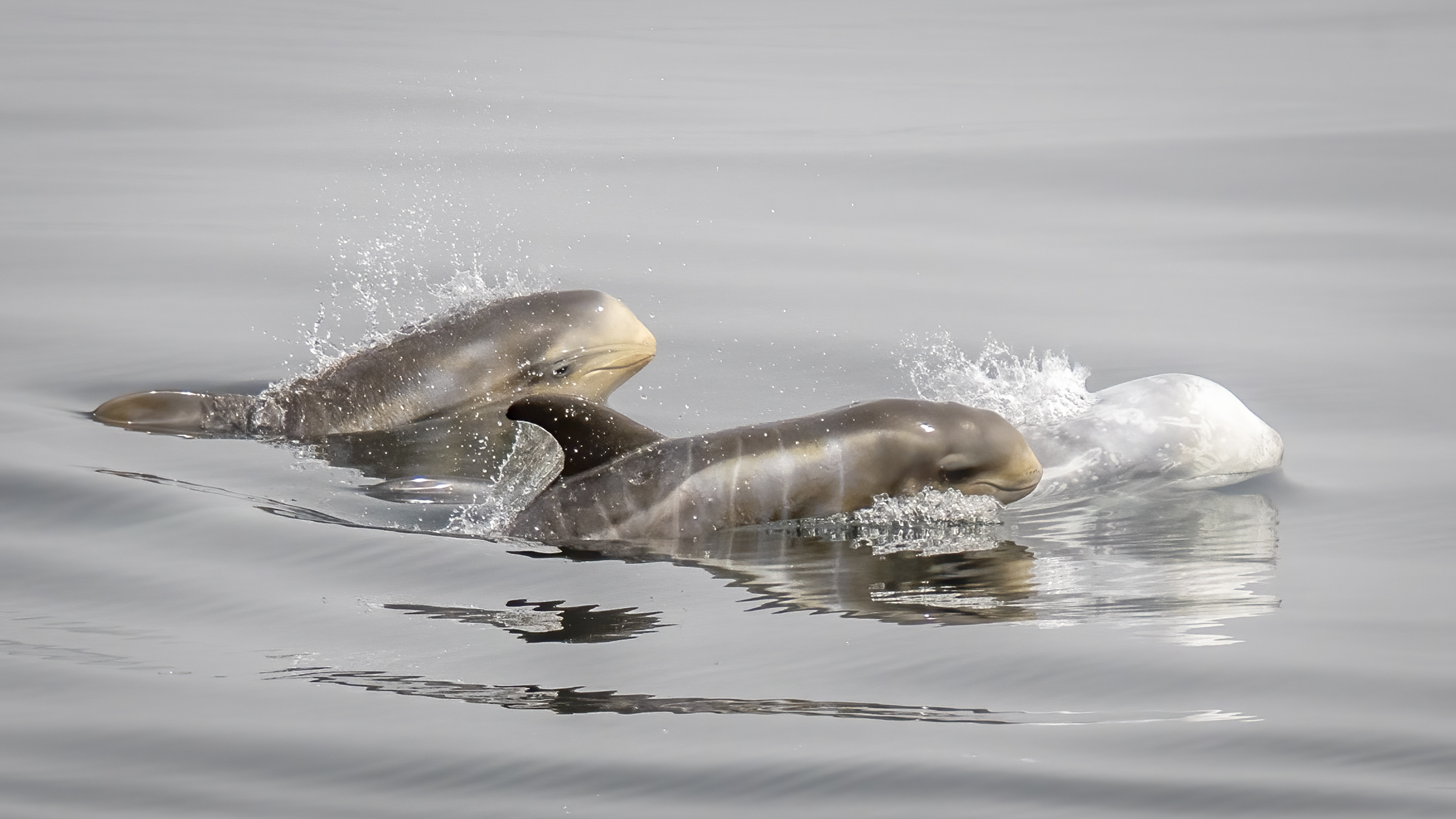 Douglas Croft Images
A very newborn Risso's dolphin, still lumpy and with fetal folds