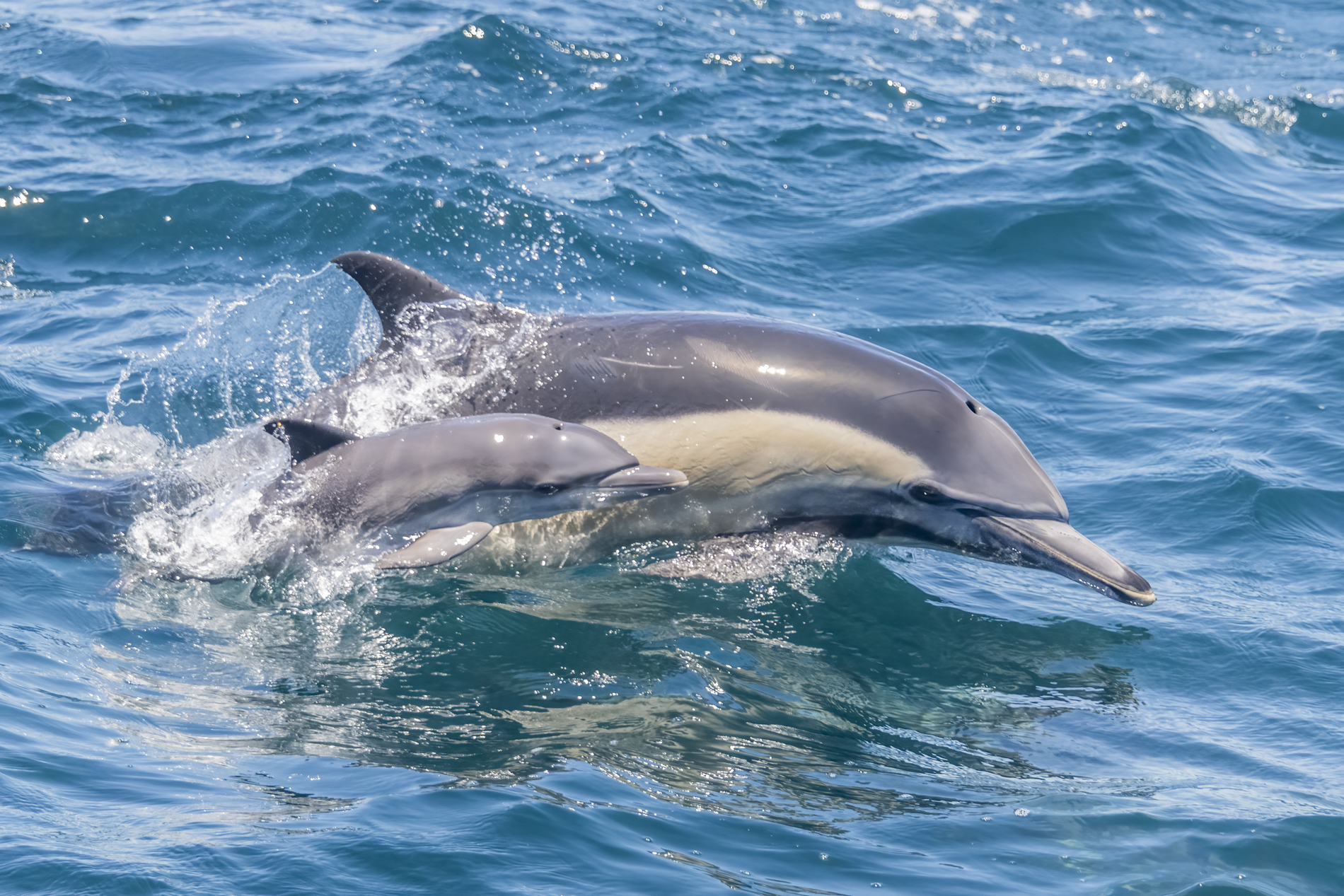 By far the tiniest common dolphin I've ever seen.  Fetal folds still visible and a little misshapen and lumpy from being in...