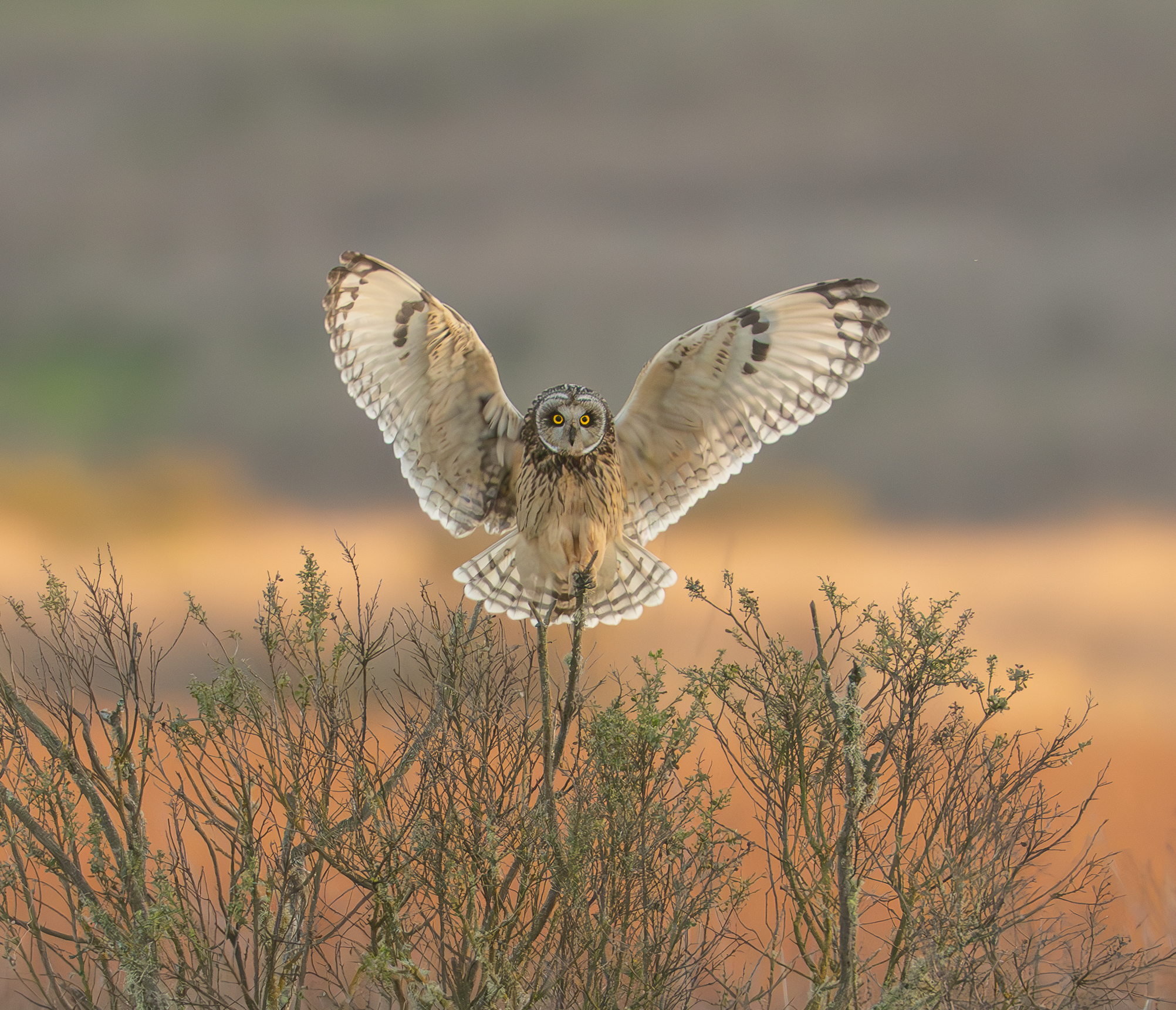 Dan Stevens
I was so happy to capture this short-eared owl landing so gracefully on the branch... wings wide,  tail spread, eye...