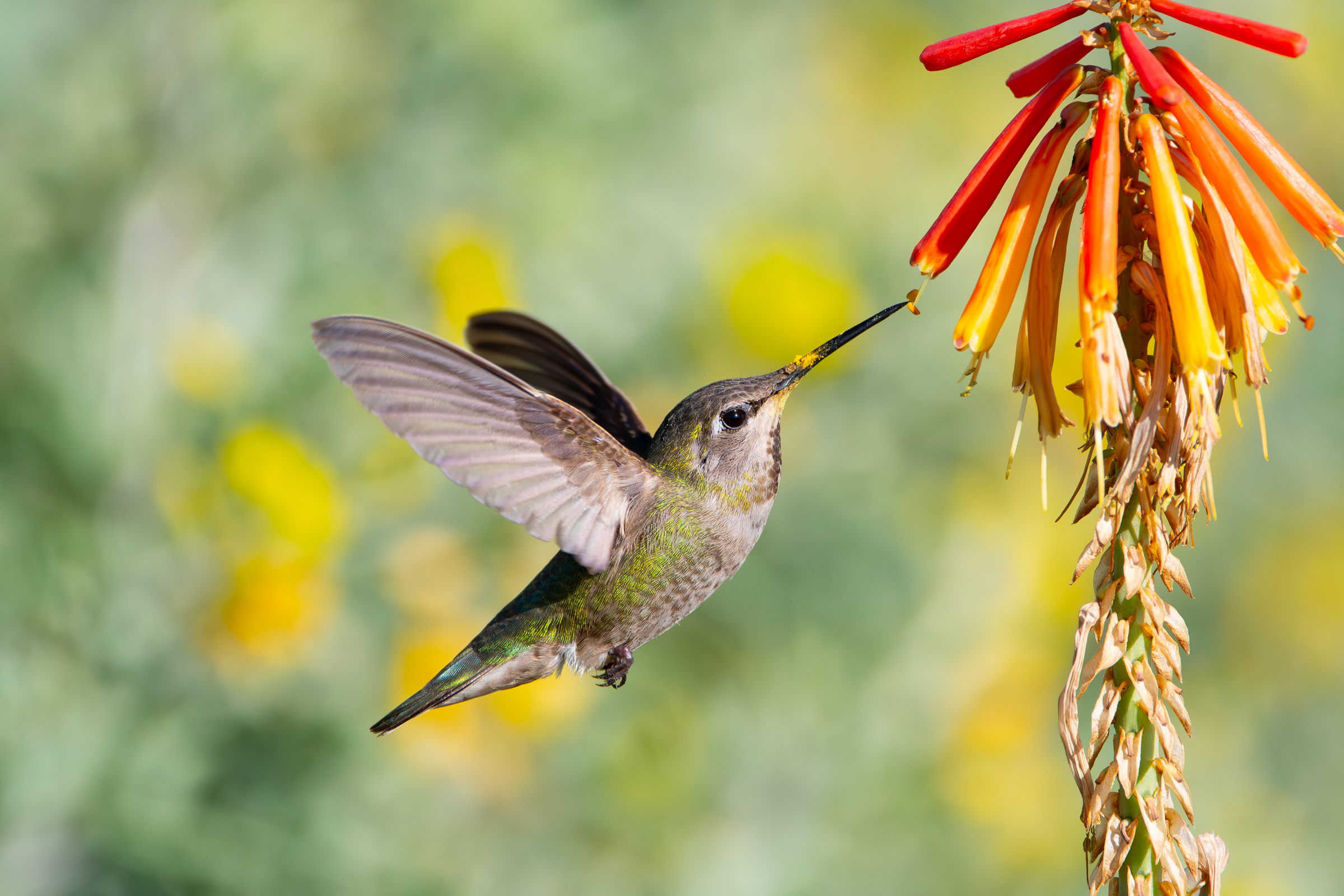 Anna's Hummingbird