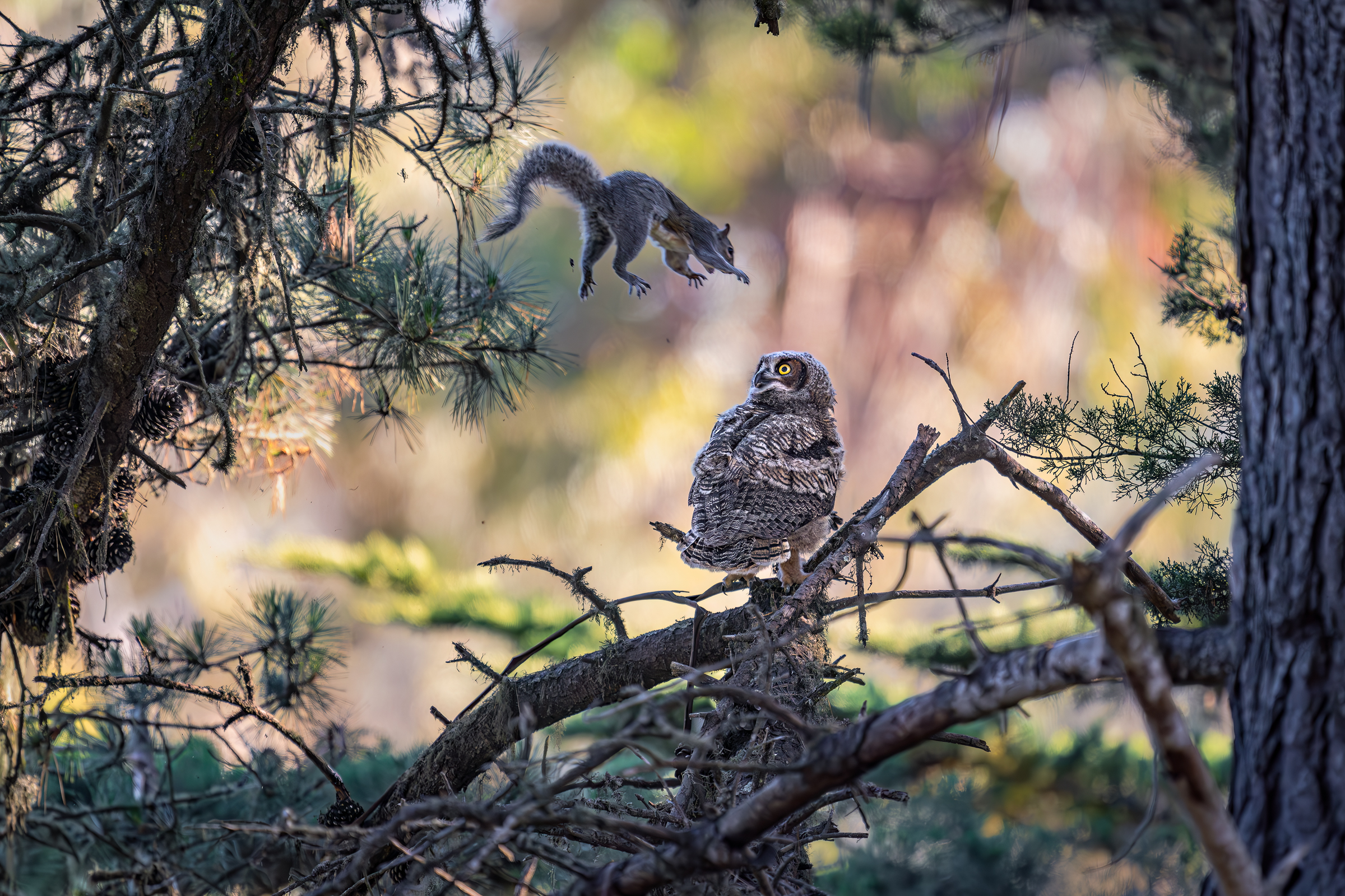 A seven-week-old Great Horned Owl fledgling had just landed on a low branch in a pine tree when a squirrel leaped from above and...