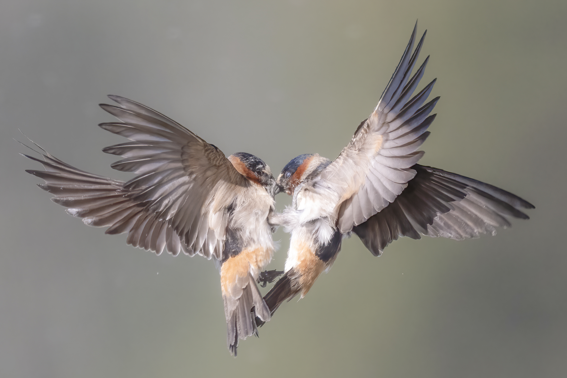 Two Cliff Swallows join in battle to settle a likely territorial dispute. It's unknown whether they were able to disengage ...