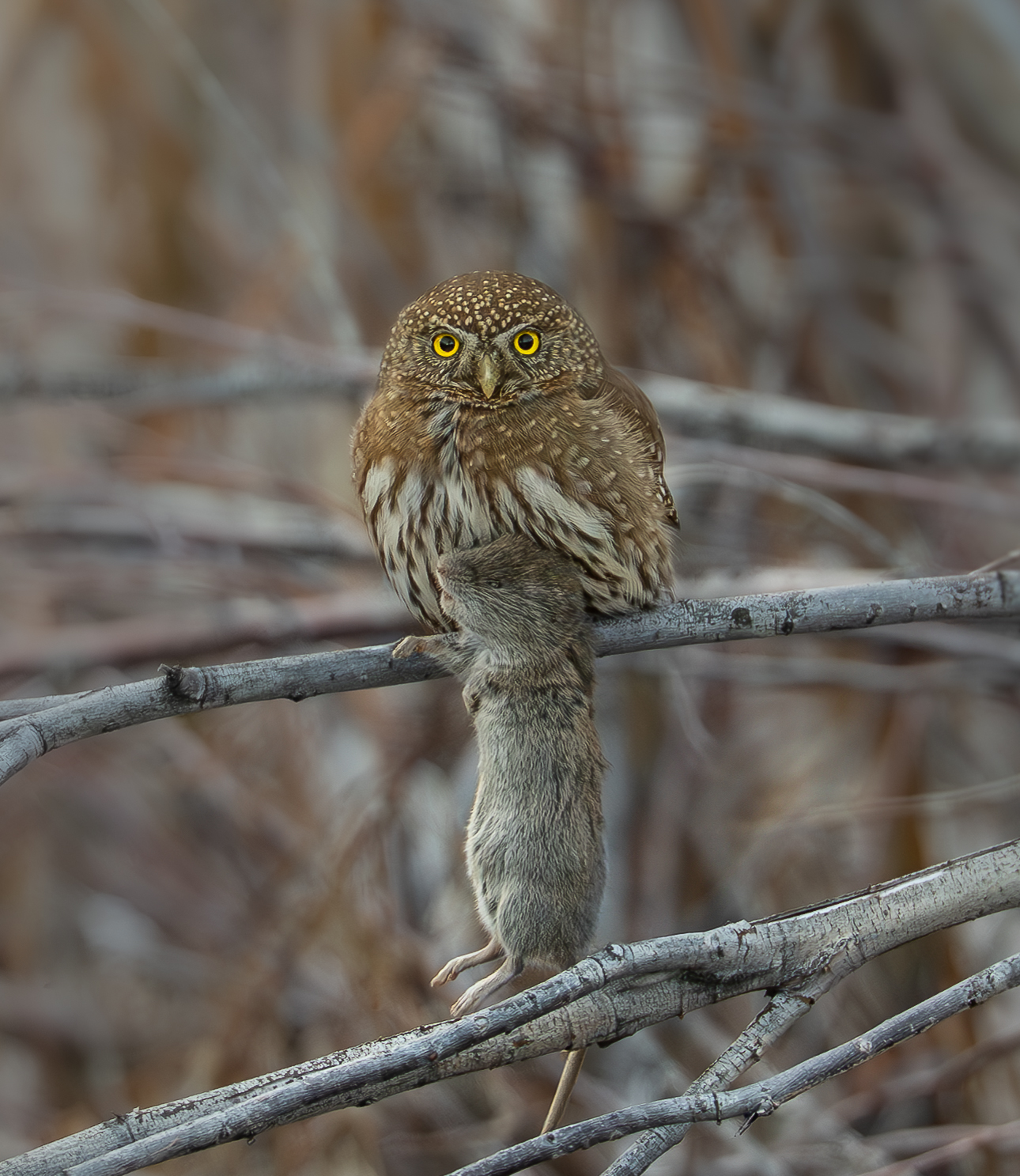 I was fortunate to photograph this very hard to find small Pygmy owl along the shores of the East Carson river in Markleeville C...