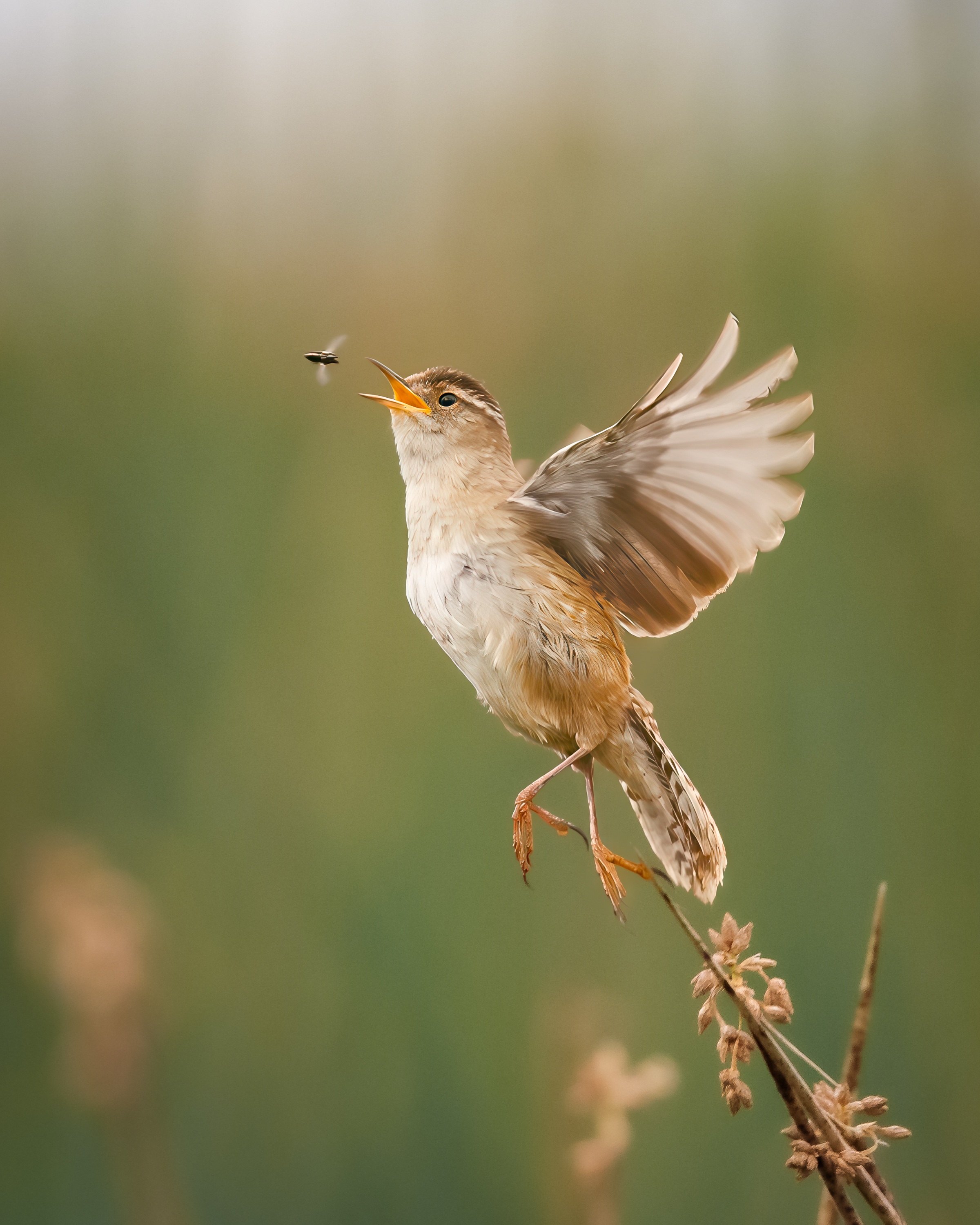 A marsh wren (Cistothorus palustris) launches from a perch to catch a flying insect at Yolo Bypass Wildlife Area, its wings flar...