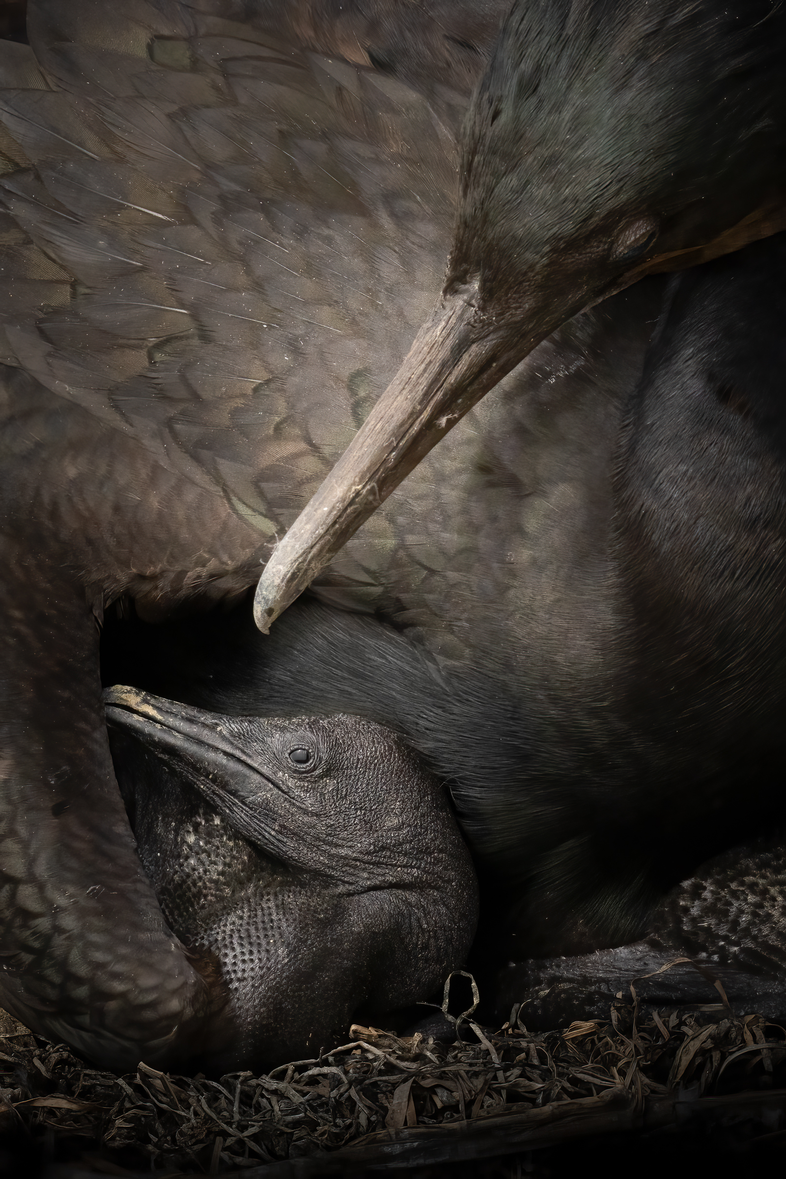 The breeding colony of Brandt's Cormorants at Natural Bridges State Beach is generally noisy and active. So I was charmed b...